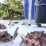 Conga Rockstar 2000 Wet&Dry Liberty - Image 6